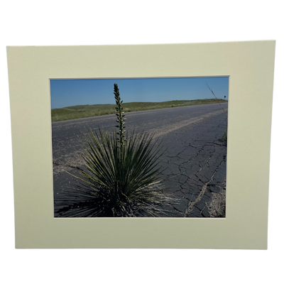 Image Of A Narrow-Leaf Yucca Plant On The Side Of A Highway With A Matte Cream Border Frame