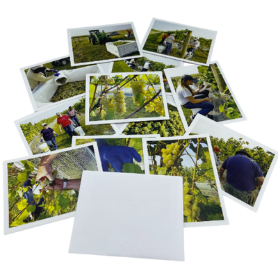 Variety Of Grape Vineyard Images Strewn On A Clear Background With Envelopes On The Side