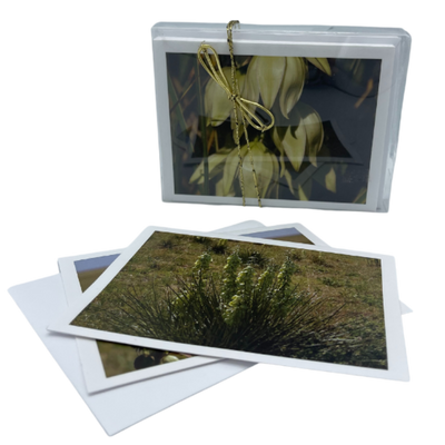 Yucca Greeting Card Pack With Envelopes | 4x6 Greeting Cards | Image Varies | Perfect For Flower Lover | Bright & High Quality Image | Nebraska Flower
