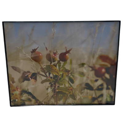 Framed Image Of A Nebraska Sandhill Prairie Rose Plant