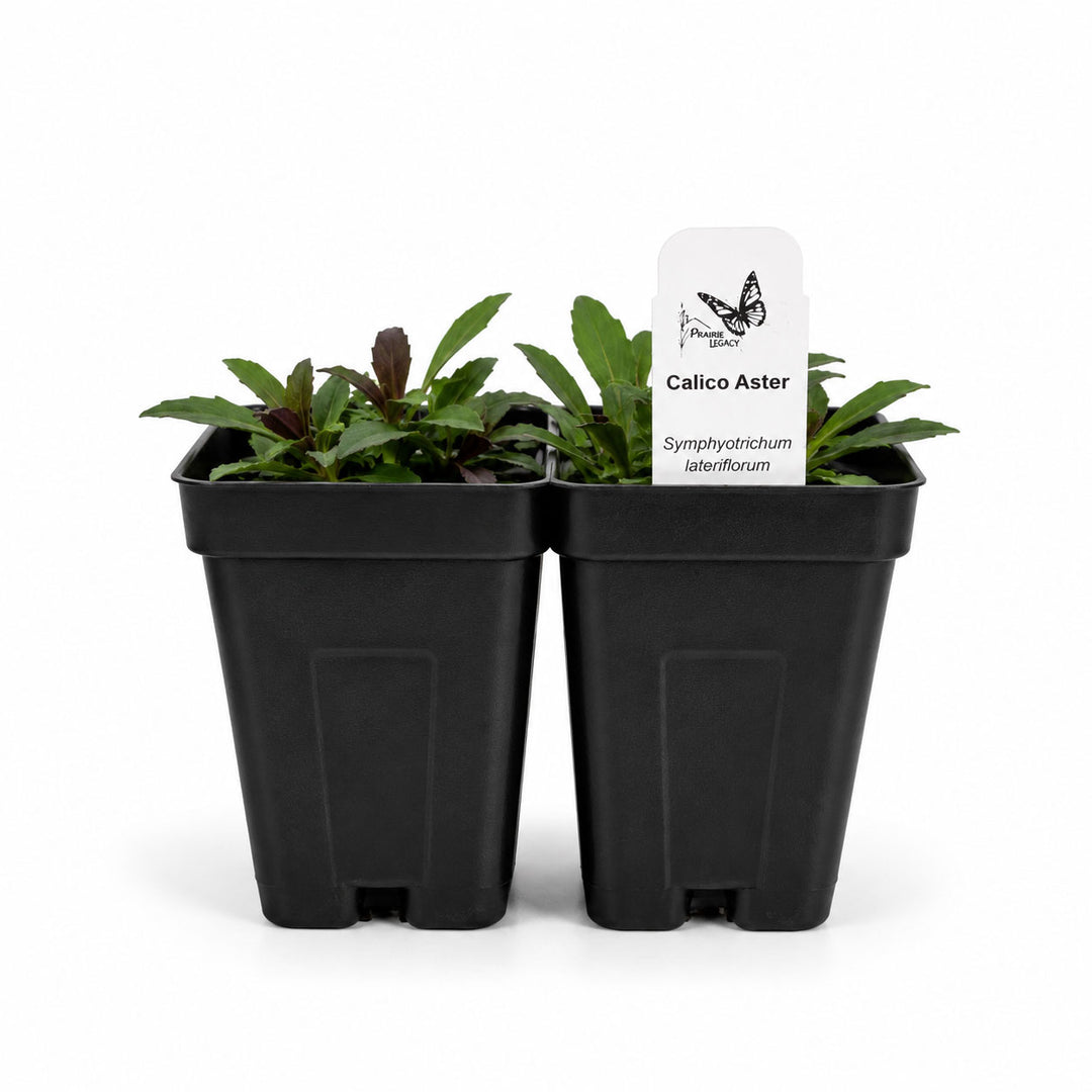 Two black pots with plants and a label on a white background