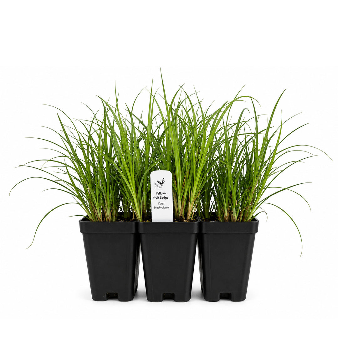 Three potted plants with a label on a white background