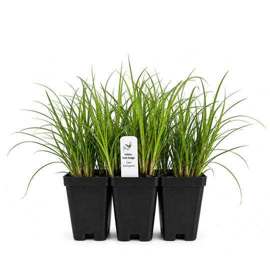 Three potted plants with a label on a white background