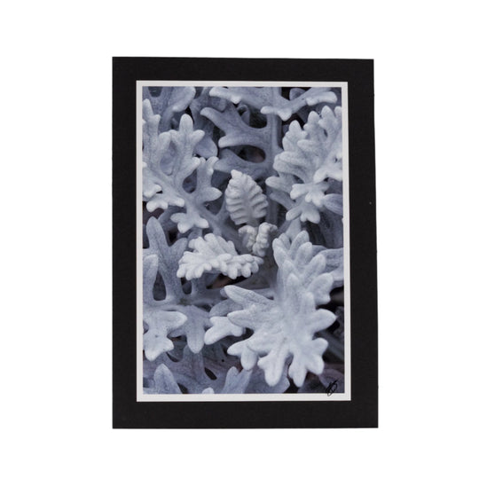 Black Greeting Card | Blank | Beautiful Photograph Cover | KJ Made | Made in Gibbon, NE