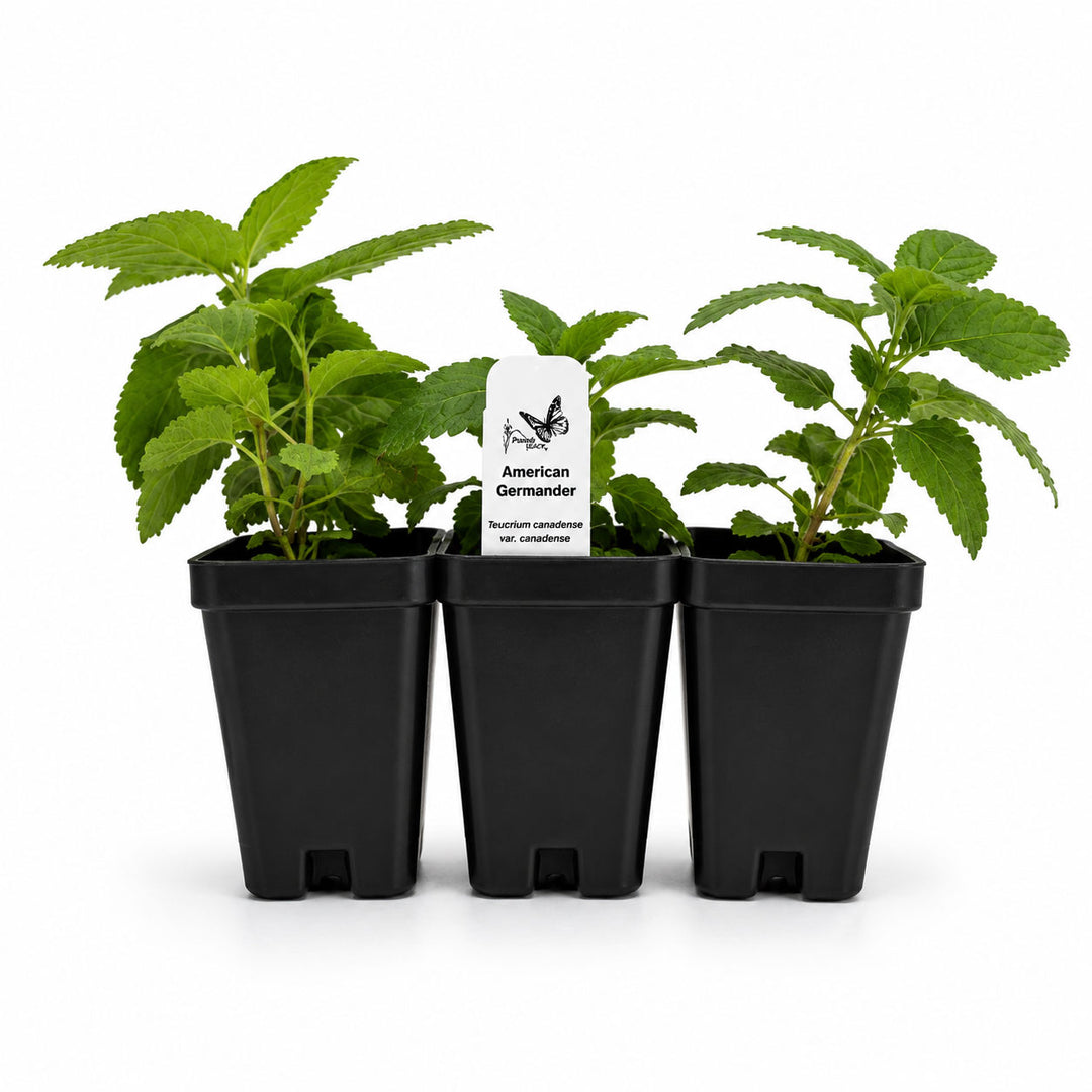 Three potted plants with a label on a white background