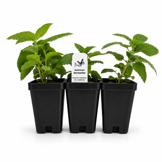 Three potted plants with a label on a white background