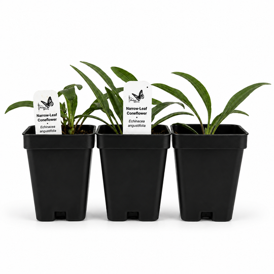 Narrow Leaf Coneflower