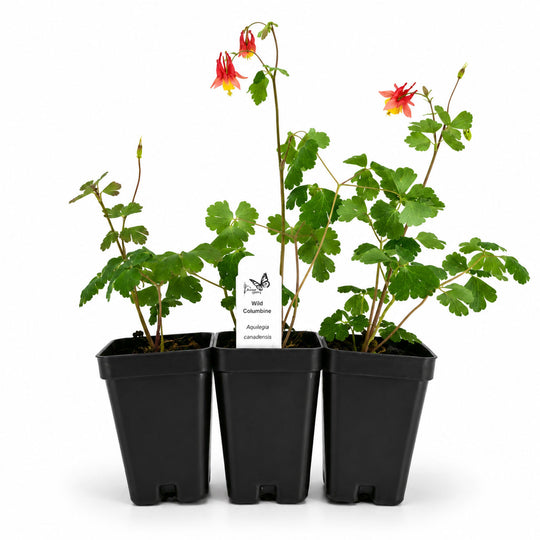 Three potted plants with red and yellow flowers on a white background
