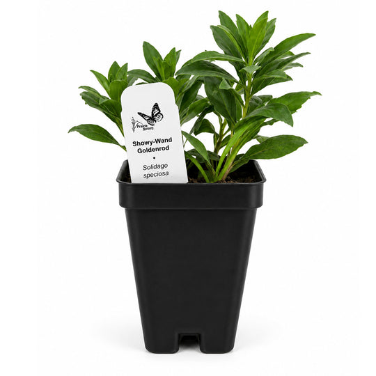 Potted plant with a tag on a white background