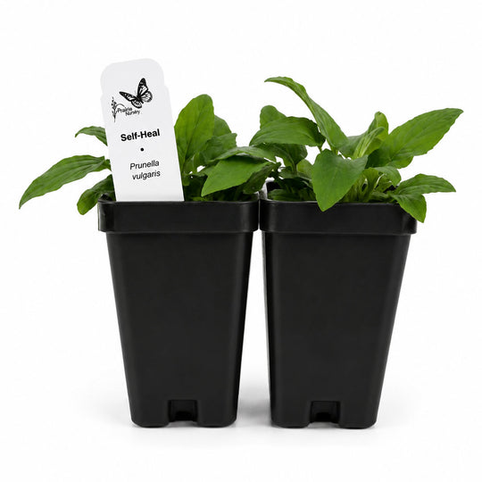 Two black pots with green plants and a white label on a white background