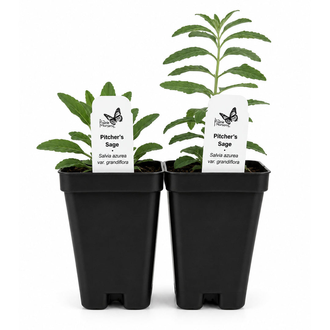 Two potted Pitcher's Sage plants with labels on a white background