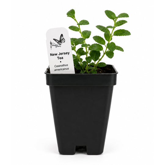 Potted plant with a label on a white background