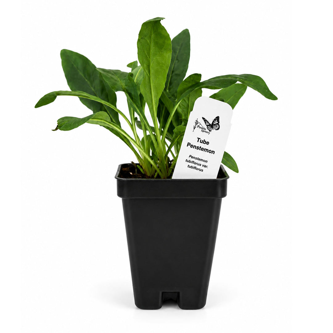 Potted plant with a label on a white background