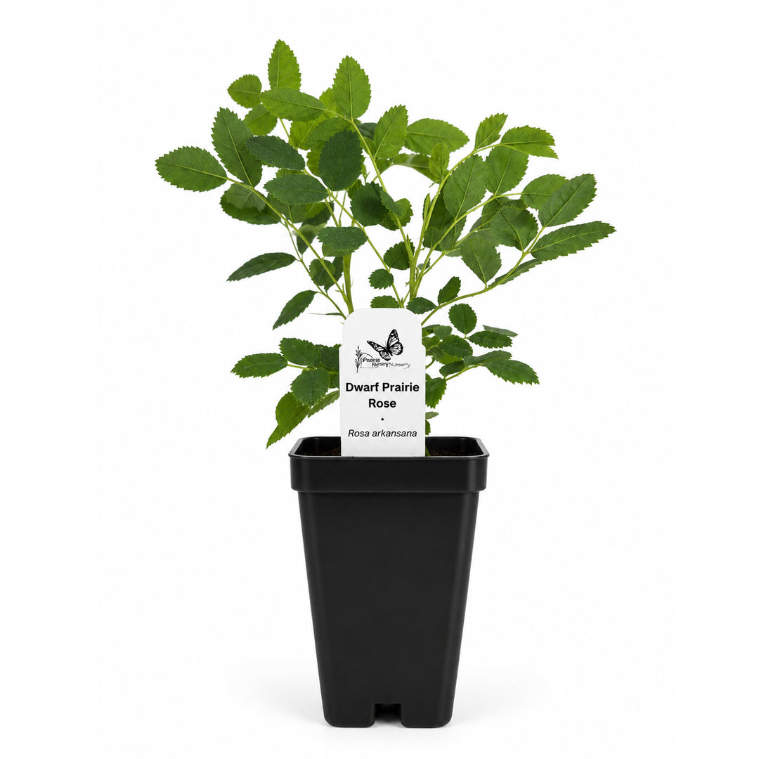 Potted plant with a label on a white background