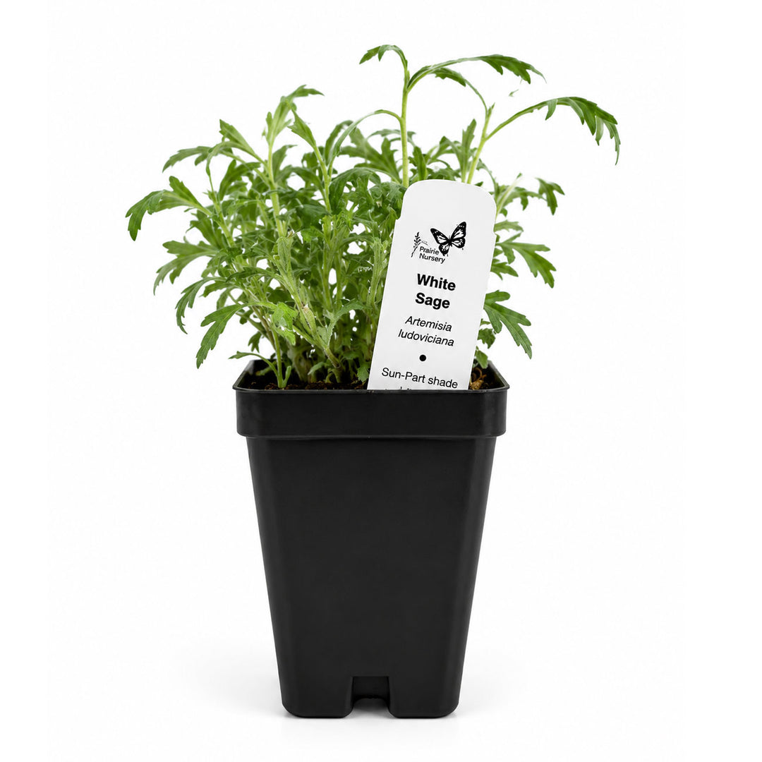 Potted plant with a white label on a white background