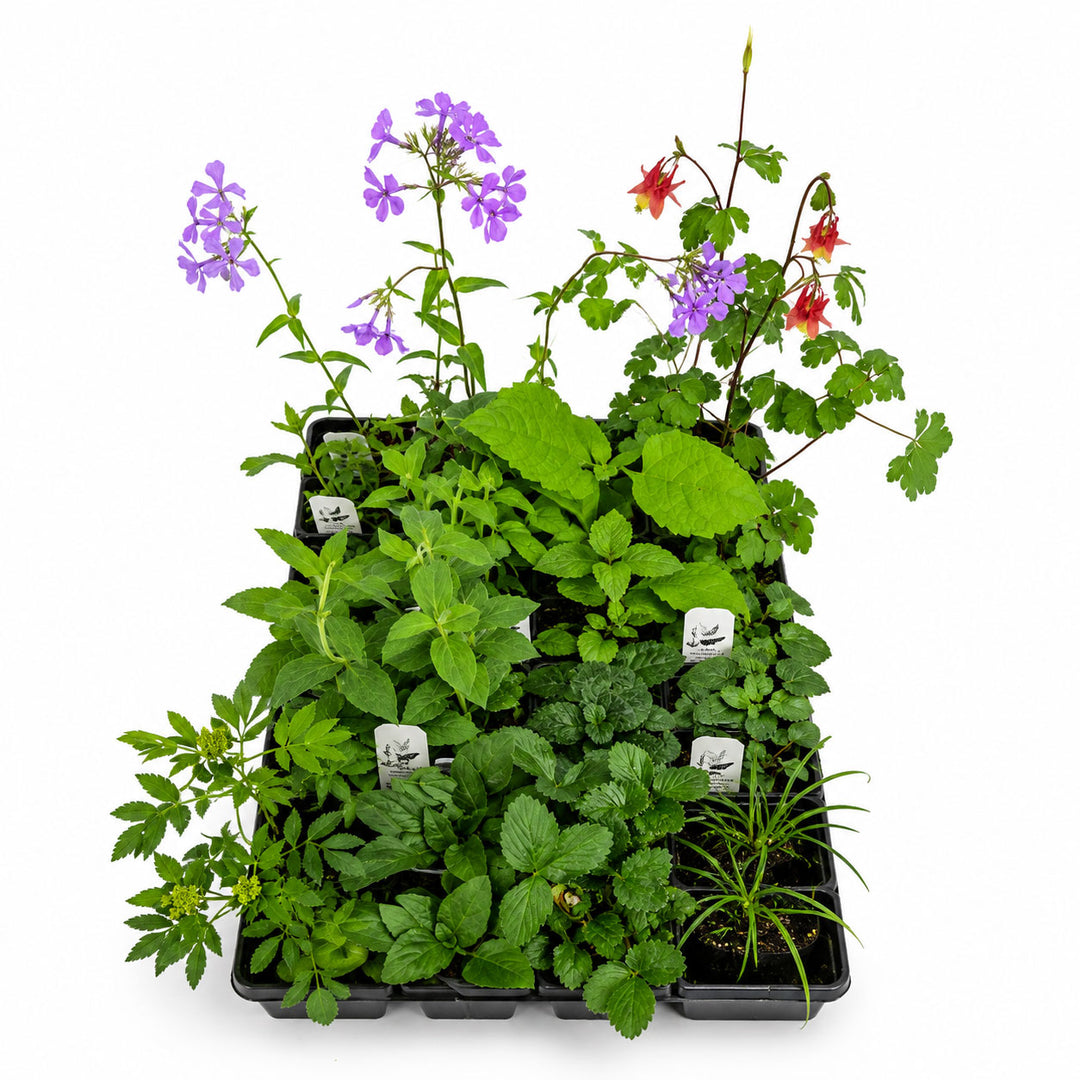 Collection of potted plants with green leaves and small purple and red flowers on a white background