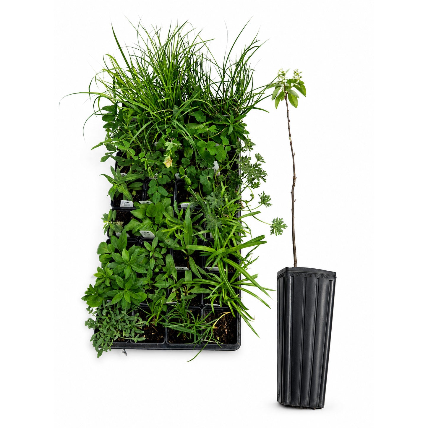 Collection of potted plants including a vertical garden panel and a tall plant in a black pot on a white background.