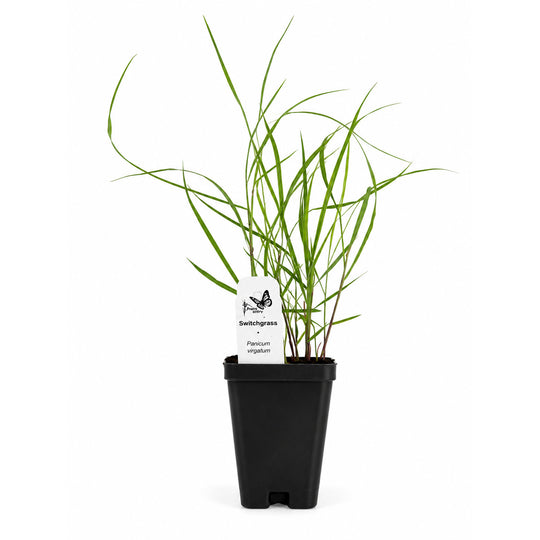Potted plant with a label on a white background