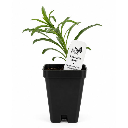 Potted plant with a white label on a white background