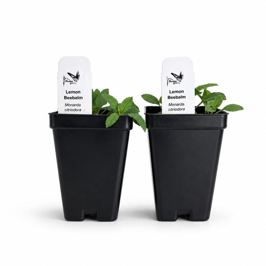 Two black pots with Lemon Balm plants and labels on a white background