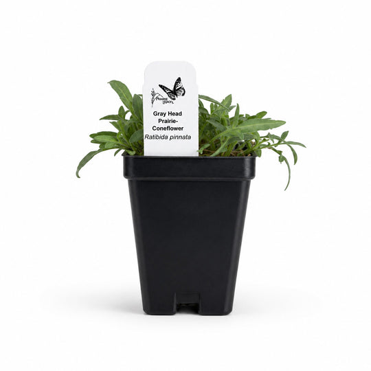 Potted plant with a label on a white background
