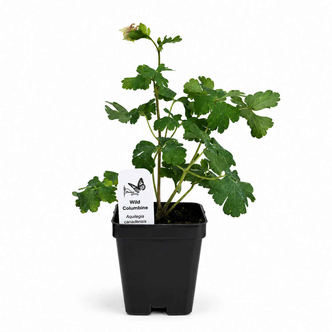 Potted plant with a label on a white background