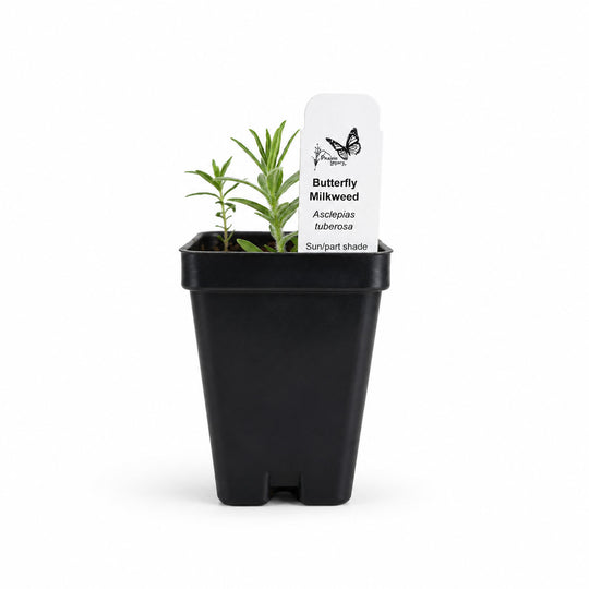 Black pot with a small plant and a label on a white background