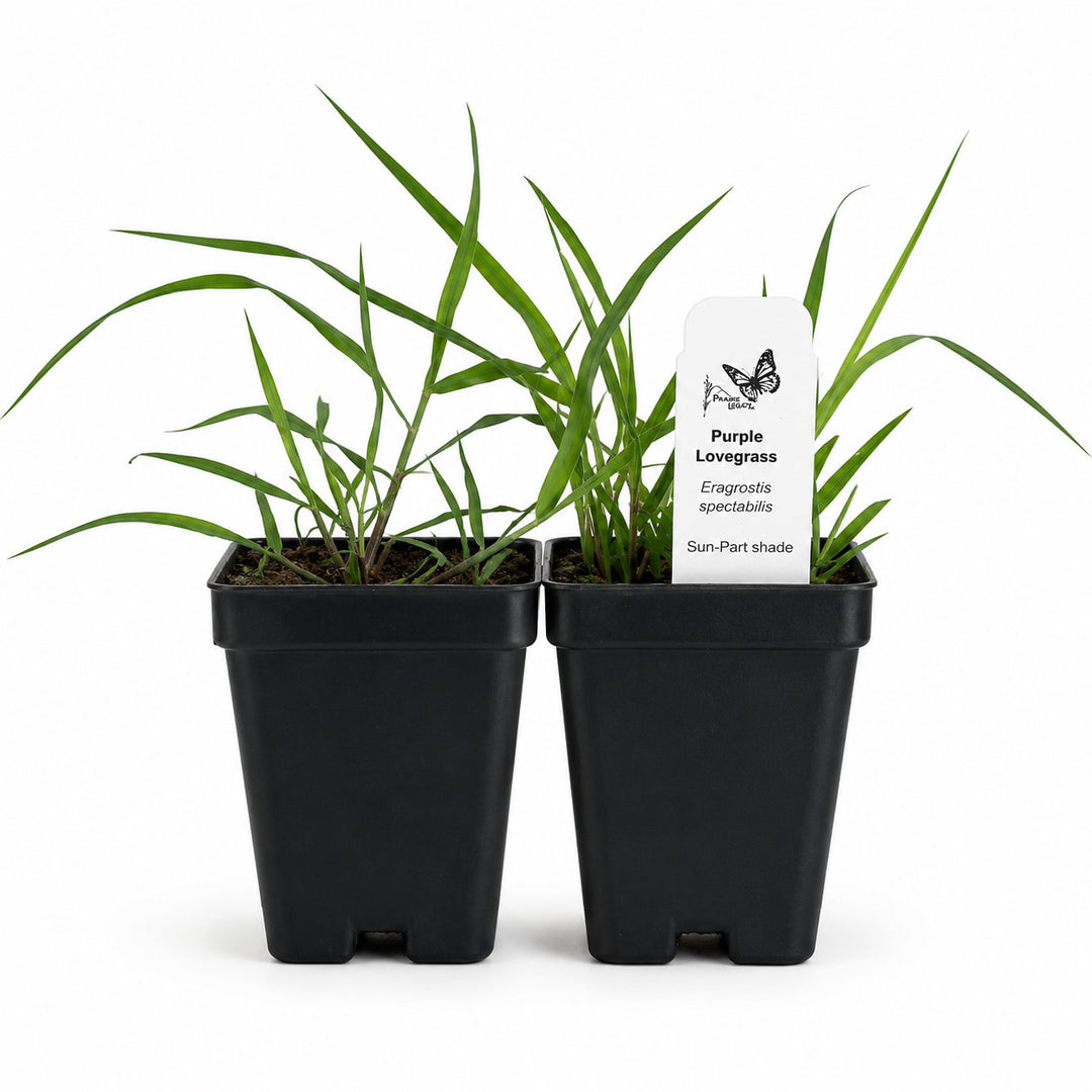 Two potted plants with a label on a white background