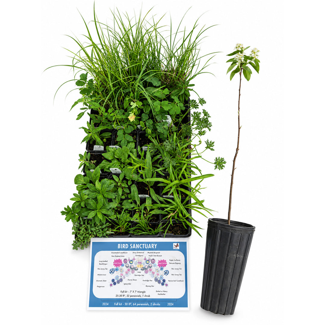 Collection of plants in black pots with a 'Bird Sanctuary' sign on a white background