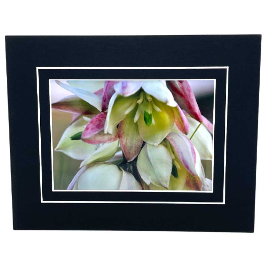 Curve-Leaf Yucca Photograph | 8x10 With White Or Black Border | 2 The Ends of the Earth