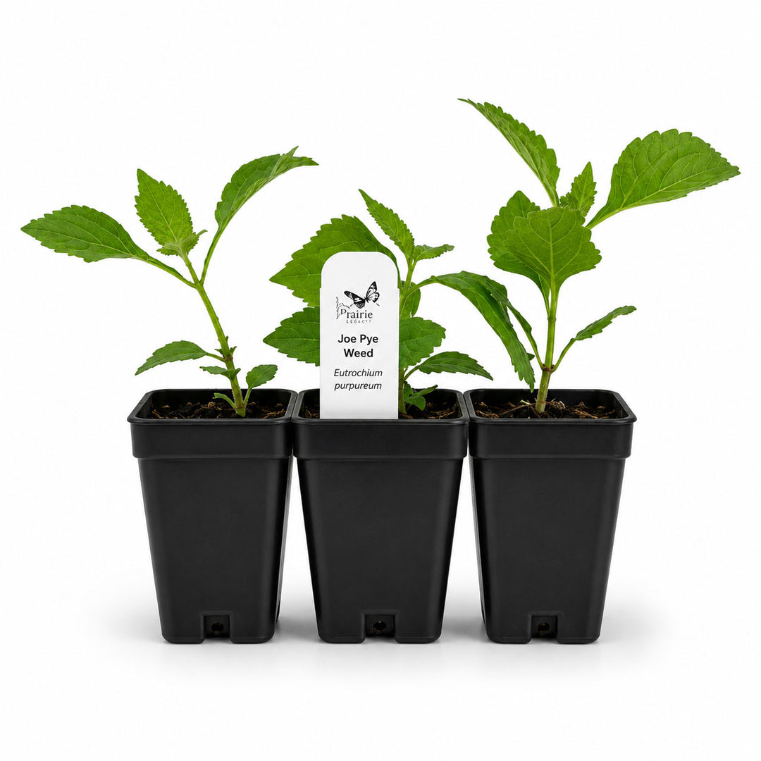 Three potted plants with a label on a white background
