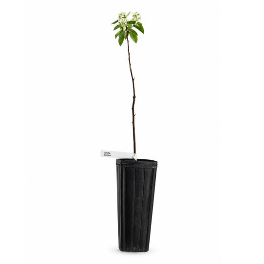 Potted plant with a white label on a white background