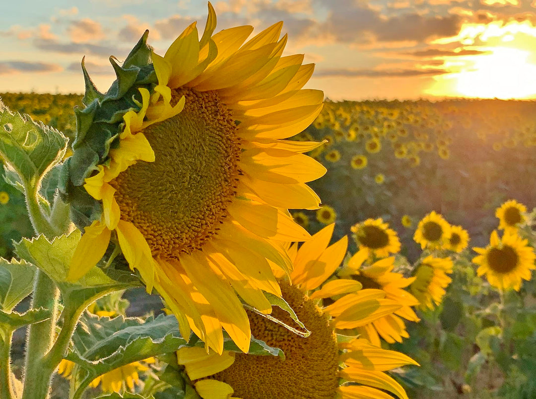 Sunflower Oil | 32 oz. | Healthy Cooking Oil | Non GMO, Gluten & Nut Free, Vegan | Boosts Heart Health | Made in Ord, NE | Simply Sunflower