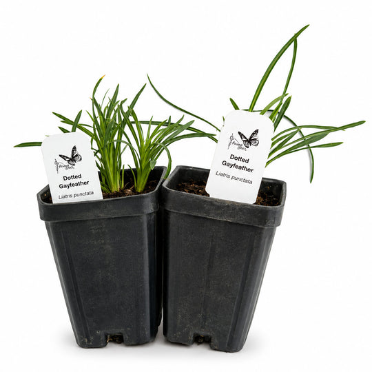 Two potted plants with labels on a white background