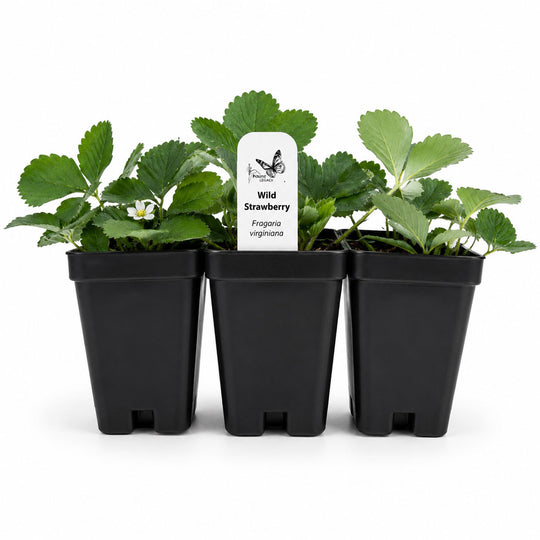 Three black pots with wild strawberry plants on a white background
