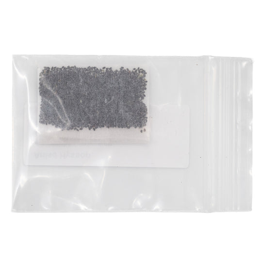Small package of black seeds in a clear plastic bag on a white background