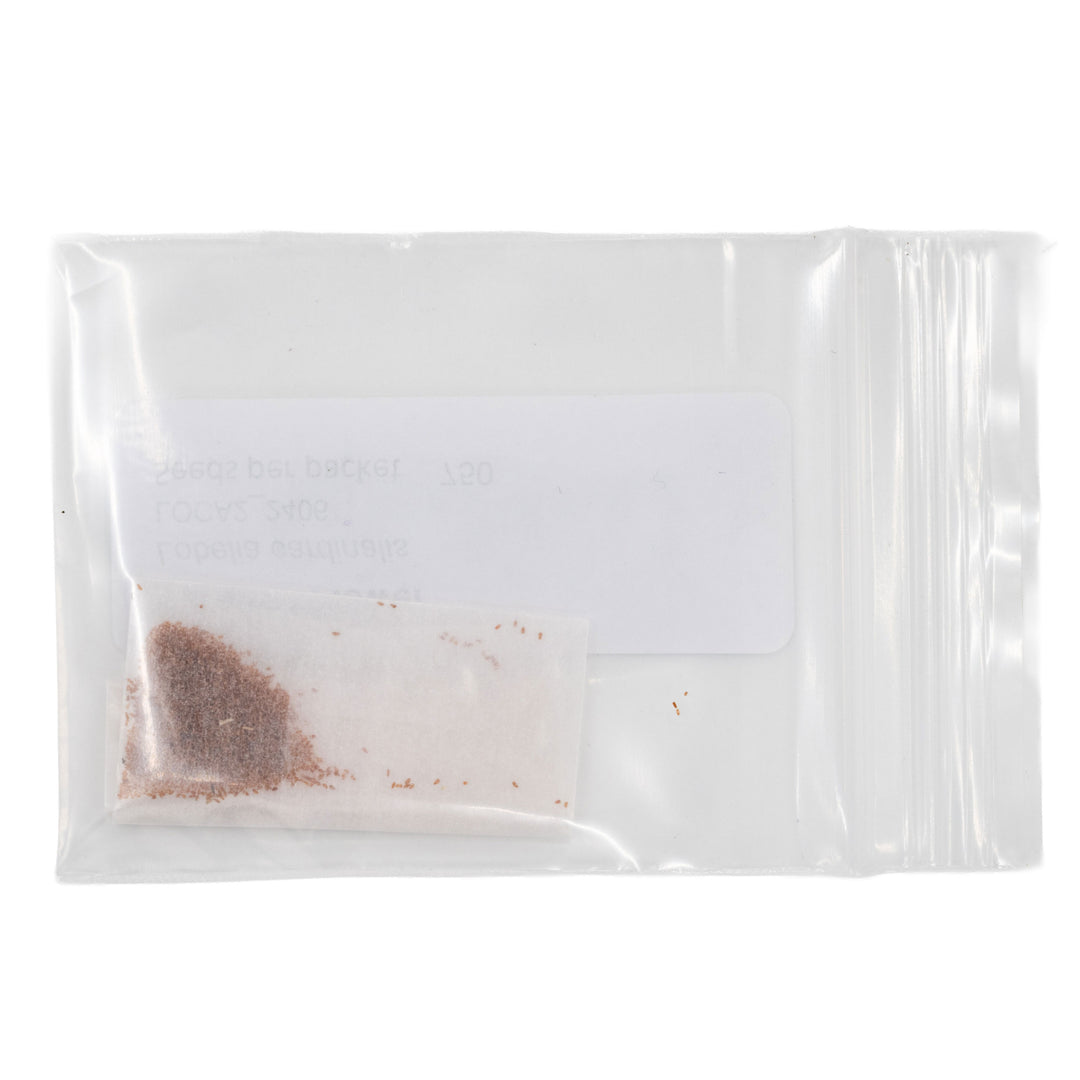 Clear plastic bag with a small amount of brown seeds on a white background
