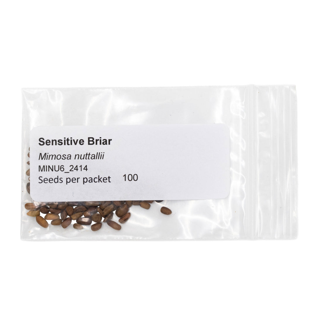 Seed packet labeled 'Sensitive Briar' with seeds inside on a white background