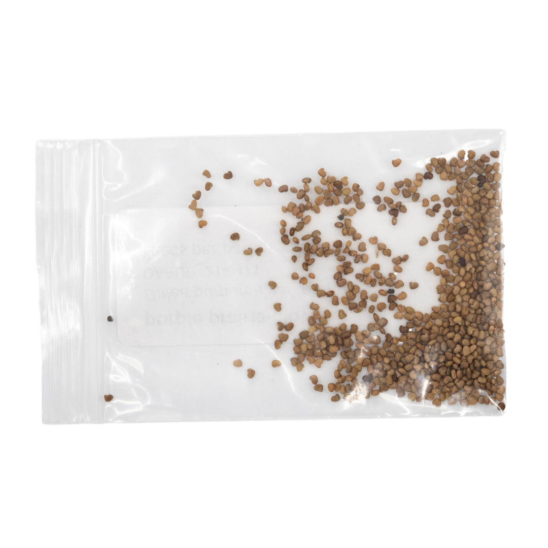 Clear plastic bag with small brown seeds on a white background