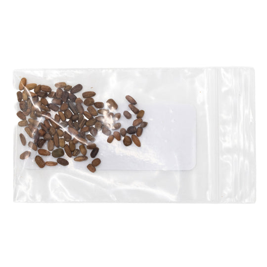 Small bag of seeds on a white background
