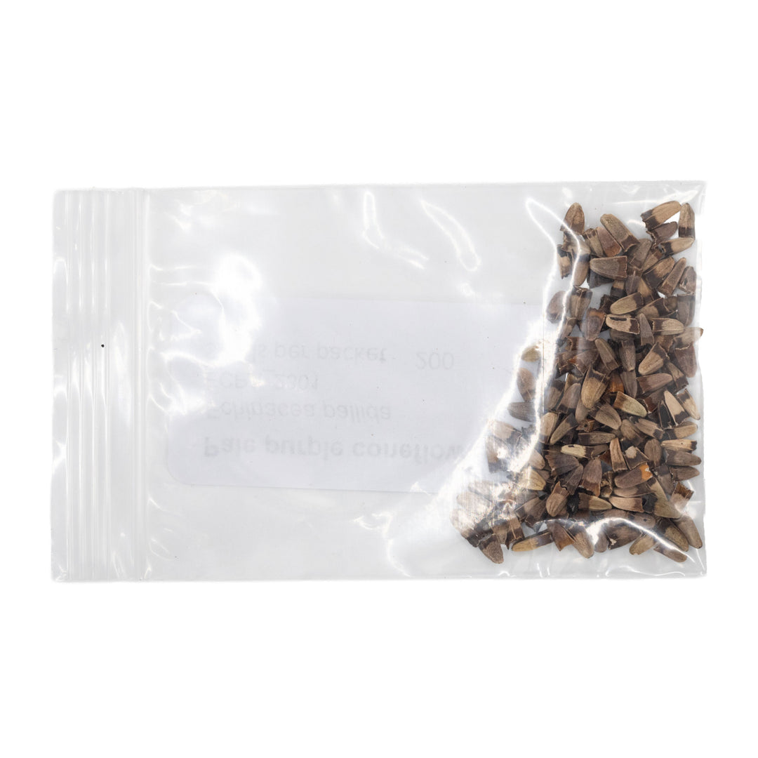 Clear plastic bag with small wooden sticks on a white background