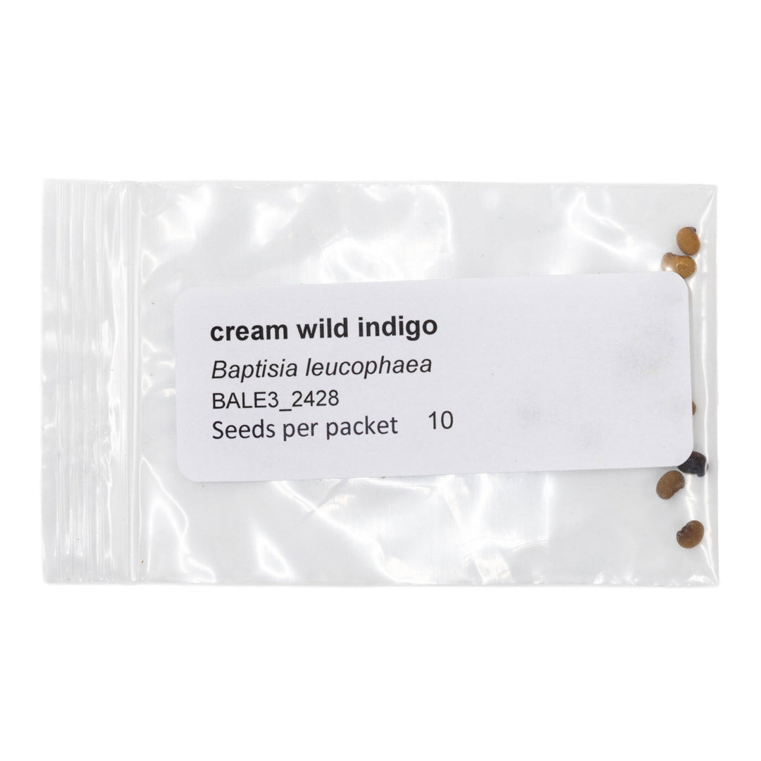 Seed packet labeled 'cream wild indigo' with seeds visible on a white background