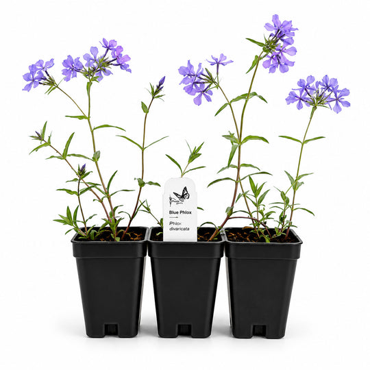Three potted plants with purple flowers on a white background