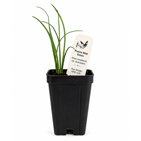 Potted plant with a label on a white background