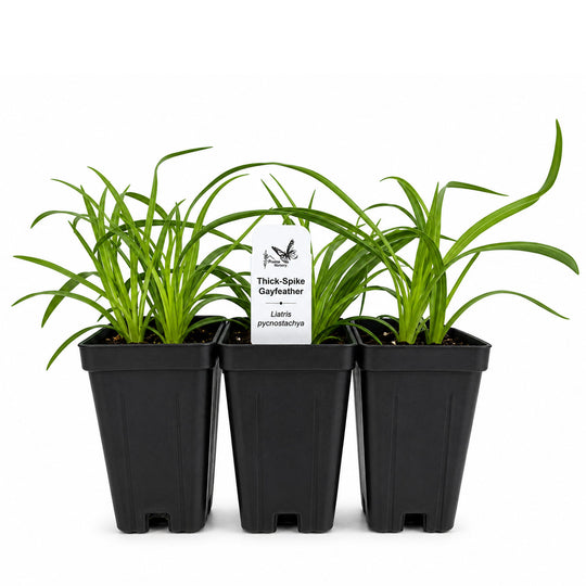 Three potted plants with a label on a white background