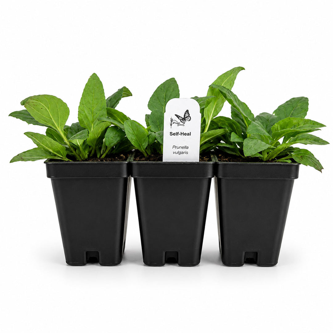 Three potted plants with a label on a white background