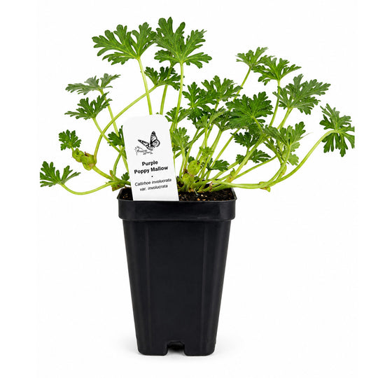 Potted plant with a label on a white background