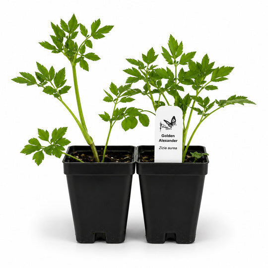 Two potted plants with a label on a white background