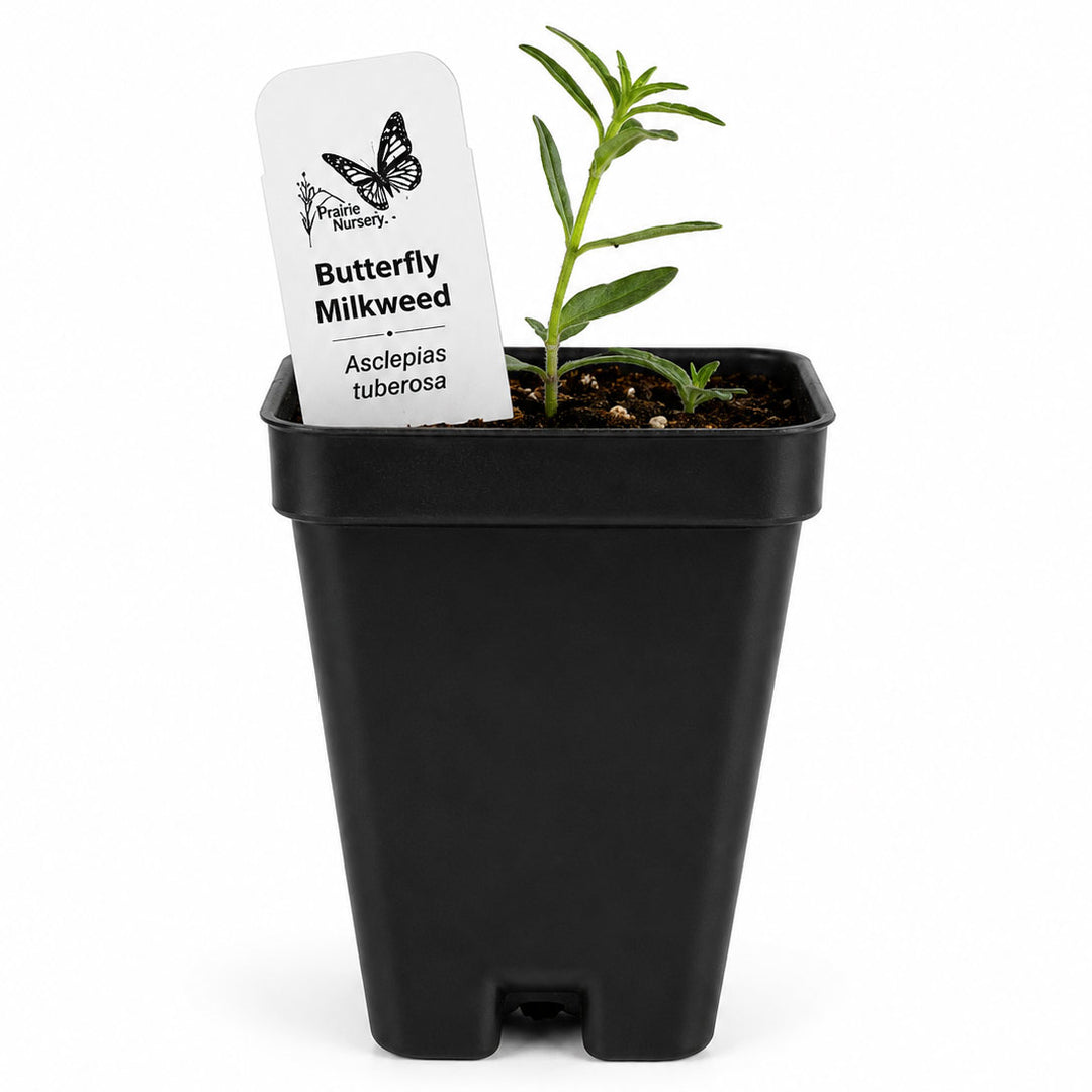 Black pot with a small plant and a label on a white background