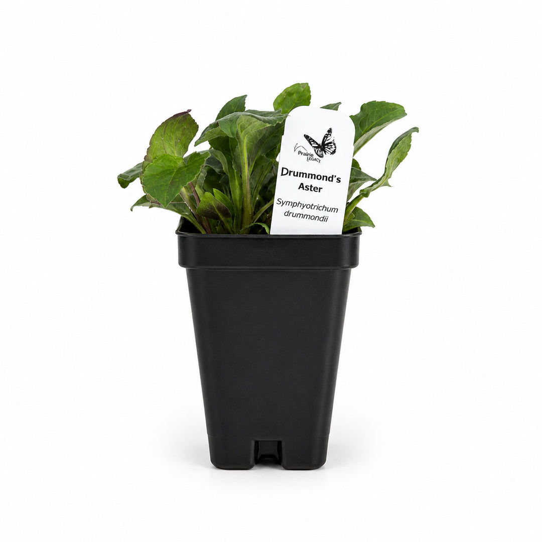 Potted plant with a label on a white background